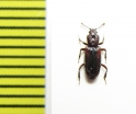 Bothrideridae, Bothrideres bipunctatus  Russia, Tver reg. - INSECTS-STORE.RU