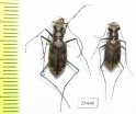 Cicindelinae sp., pair  Madagascar - INSECTS-STORE.RU