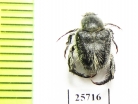 Hopliini sp.  South Africa Rep. - INSECTS-STORE.RU