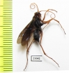 Hymenoptera sp.  South Africa Rep. - INSECTS-STORE.RU