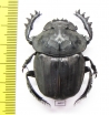 Pachylomera femoralis, female  Zimbabwe 40mm - INSECTS-STORE.RU