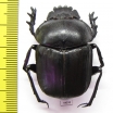Kheper sp.  Zimbabwe - INSECTS-STORE.RU
