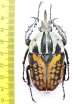Mecynorhina oberthuri decorata  Tanzania  66mm - INSECTS-STORE.RU