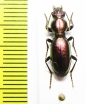 Zacotus mattewsii  USA - INSECTS-STORE.RU