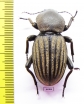 Phanerotomea sp.  Zimbabwe 44mm - INSECTS-STORE.RU