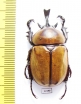 Brachysiderus quadrimaculatus  Peru  42mm - INSECTS-STORE.RU