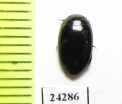 Dytiscidae sp.  Panama - INSECTS-STORE.RU