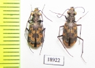 Cylindera apiata  Argentina - INSECTS-STORE.RU