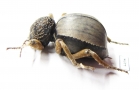 Tenebrionidae sp.  Zimbabwe - INSECTS-STORE.RU