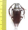 Lobarthron balassogloi, male  Uzbekistan - INSECTS-STORE.RU