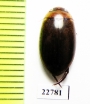 Dytiscidae sp.  South Africa Rep. - INSECTS-STORE.RU