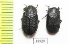 Thanatophilus rugosus  China, Quinghai prov. - INSECTS-STORE.RU