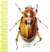 Cyclocephala sp.  Peru - INSECTS-STORE.RU