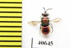 Chrysididae sp.  Russia, Mordovia reg. - INSECTS-STORE.RU