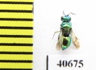 Chrysididae sp.  Russia, Mordovia reg. - INSECTS-STORE.RU