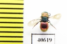 Chrysididae sp.  Russia, Mordovia reg. - INSECTS-STORE.RU