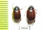 Melolonthinae sp.  South Africa Rep. - INSECTS-STORE.RU