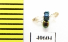 Chrysididae sp.  Russia, Mordovia reg. - INSECTS-STORE.RU