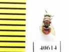 Chrysididae sp.  Russia, Mordovia reg. - INSECTS-STORE.RU