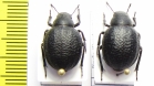 Pimelia subglobosa  Russia, Volgograd reg. - INSECTS-STORE.RU