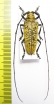 Hammatoderus sp.  Panama   - INSECTS-STORE.RU