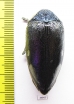 Sternocera orissa ssp.  Zimbabwe - INSECTS-STORE.RU