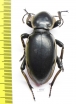 Phanerotomea arnoldi, male  Zimbabwe 50mm - INSECTS-STORE.RU