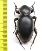 Phanerotomea arnoldi, male  Zimbabwe 49mm - INSECTS-STORE.RU