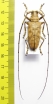Dolichoprosopus philippinensis  Philippines - INSECTS-STORE.RU