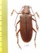Strongylaspis sp.  Panama - INSECTS-STORE.RU