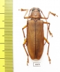 Strongylaspis sp.  Panama - INSECTS-STORE.RU
