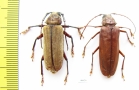 Strongylaspis sp., pair  Costa Rica - INSECTS-STORE.RU