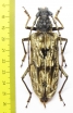 Neocerambyx gigas  Thailand 80mm - INSECTS-STORE.RU