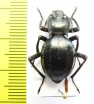 Akis trilineata algeriana  Morocco - INSECTS-STORE.RU