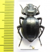 Akis trilineata algeriana  Morocco - INSECTS-STORE.RU