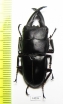 Dorcus saiga  Indonesia, Buru isl.  42mm - INSECTS-STORE.RU
