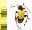 Brachyta bifasciata  Russia, Far East - INSECTS-STORE.RU