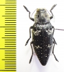 Chalcophorella bagdadensis  Iran, Fars prov. - INSECTS-STORE.RU