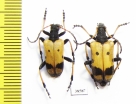 Brachyta bifasciata  Russia, Far East - INSECTS-STORE.RU