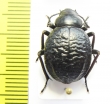 Pimelia goryi goryi  Italy, Sardinia - INSECTS-STORE.RU