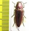 Sphenoptera balassogloi  Uzbekistan - INSECTS-STORE.RU