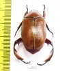 Paraheterosternus ludeckei  Mexico - INSECTS-STORE.RU