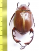 Paraheterosternus ludeckei  Mexico - INSECTS-STORE.RU
