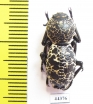 Zopherus sp.  Mexico - INSECTS-STORE.RU