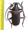 Oropyrodes maculicollis, male  Mexico 45mm - INSECTS-STORE.RU