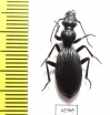 Cypholoba alstoni  South Africa Rep. - INSECTS-STORE.RU