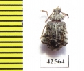 Bruchidae sp.  South Africa Rep. - INSECTS-STORE.RU