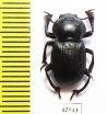 Tenebrionidae sp.  South Africa Rep. - INSECTS-STORE.RU