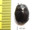 Histeridae sp.  South Africa Rep. - INSECTS-STORE.RU