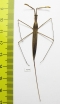 Ranatra linearis  Russia, Tver reg. - INSECTS-STORE.RU